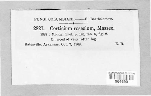 Corticium roseolum image
